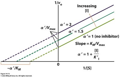Lineweaver-Burk plot showing uncompetitive inhibition
