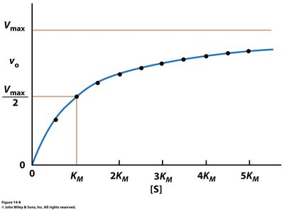 Michaelis-Menten plot showing Vmax, Km, and the hyperbolic relationship between substrate concentration and velocity