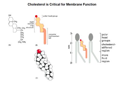 Cholesterol in membrane and its effect on membrane regions
