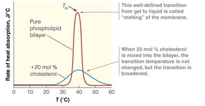 Effect of cholesterol on membrane melting temperature