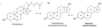 Cholesterol as precursor to steroid hormones
