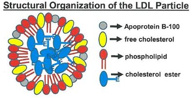 LDL particle structure