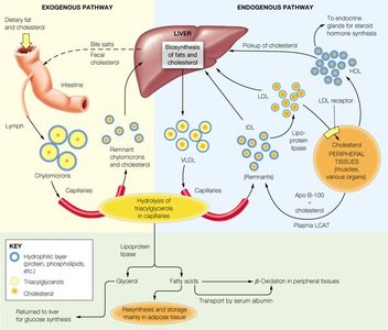 Lipid transport pathways in the body
