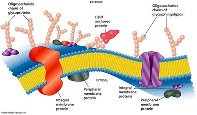 Membrane with integral, peripheral, and lipid-anchored proteins