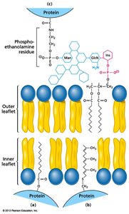 Lipid-anchored protein attachment types