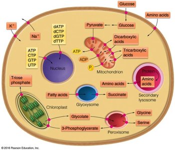 Cell membrane with transport proteins