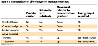 Facilitated diffusion via glucose transporter