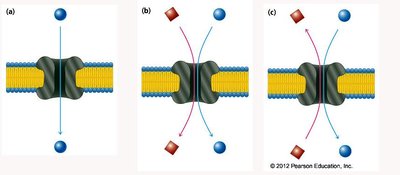 Uniport, symport, and antiport transporters