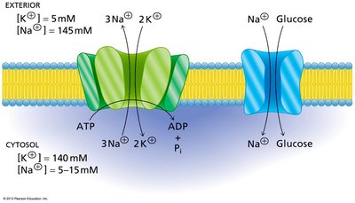 Primary and secondary active transport