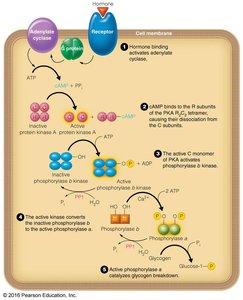 Signal transduction cascade for glycogen breakdown