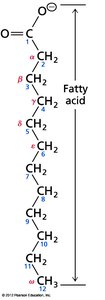 Fatty acid structure with Greek letter notation