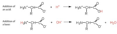 Amino acid buffering reactions