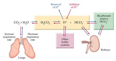 Bicarbonate buffer system in blood