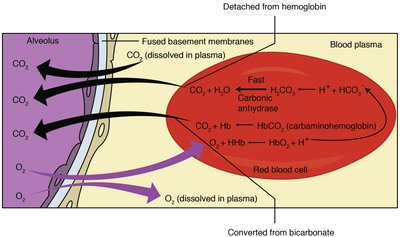 CO2 transport and buffering in blood