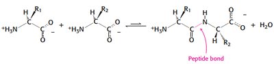 Peptide bond formation