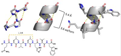 Alpha helix structure and hydrogen bonding
