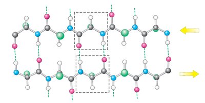 Beta sheet structure
