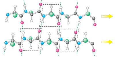 Antiparallel beta sheet structure
