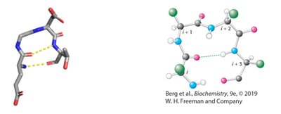 Protein turns and loops