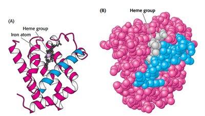 Myoglobin structure with heme group