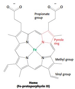 Heme group structure