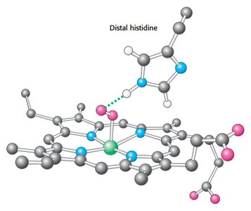 Distal histidine interaction with heme
