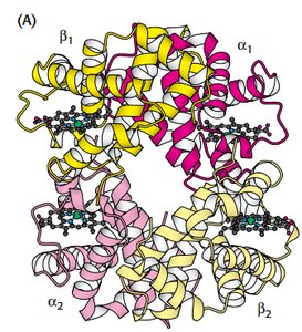 Hemoglobin tetramer structure