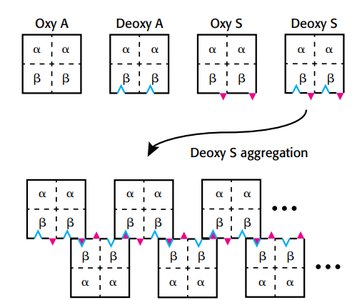 Deoxyhemoglobin S aggregation model