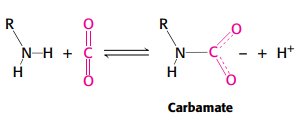 Carbamate formation in hemoglobin