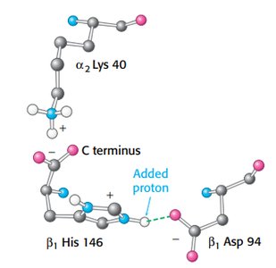 Salt bridge formation in hemoglobin