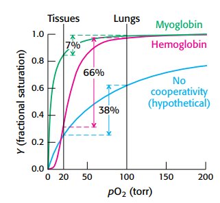 Oxygen delivery comparison curves
