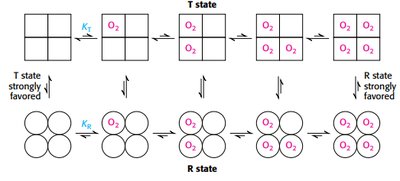 Models of hemoglobin cooperativity