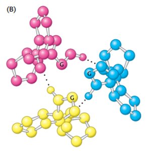 Collagen hydrogen bonding between strands
