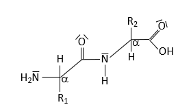 Peptide bond structure
