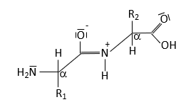 Peptide bond resonance structure