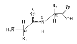Peptide bond partial charges
