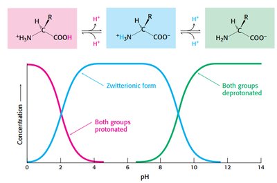 Amino acid protonation states vs pH