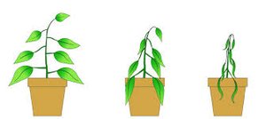 Three potted plants showing effects of water availability