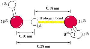 Hydrogen bond between two water molecules