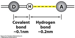 Hydrogen bonds between guanine and cytosine