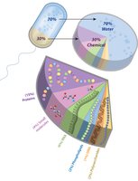Pie chart showing cell composition: 70% water, 30% chemicals