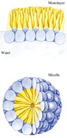 Monolayer and micelle formation by detergents in water