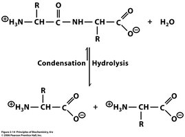 Hydrolysis and condensation of peptide bonds