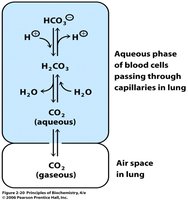 Regulation of blood pH by bicarbonate and CO2