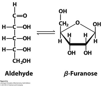 Linear to furanose ring structure