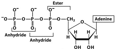 Nucleotide structure with adenine base