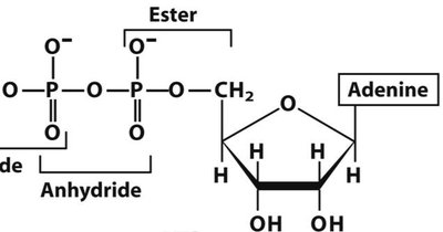 Nucleotide structure with adenine base