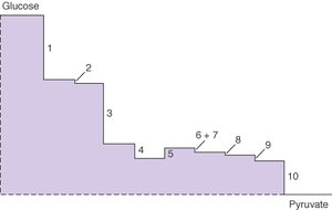 Energy diagram of glycolysis showing stepwise decrease in free energy from glucose to pyruvate