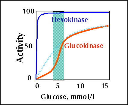 Activity curves of hexokinase and glucokinase as a function of glucose concentration
