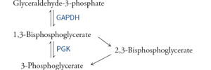 Pathway from glyceraldehyde-3-phosphate to 3-phosphoglycerate, showing GAPDH and PGK enzymes and 2,3-bisphosphoglycerate branch